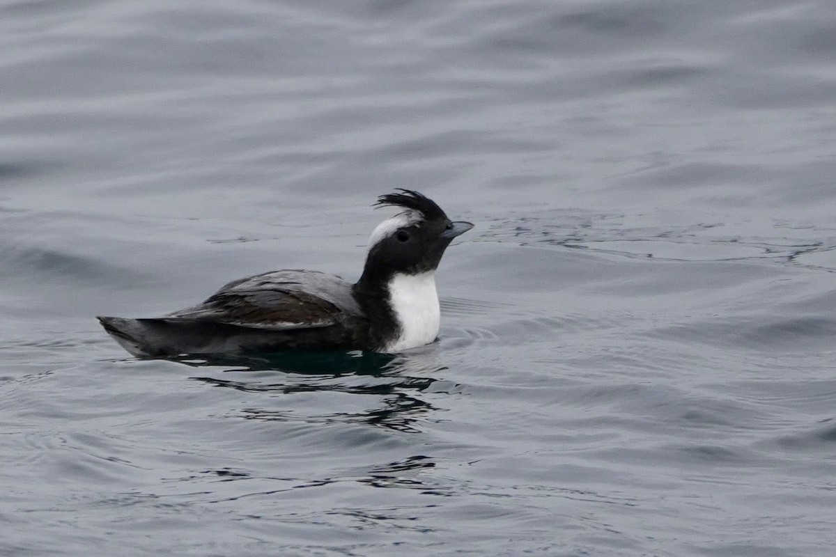 Japanese Murrelet - ML635938767