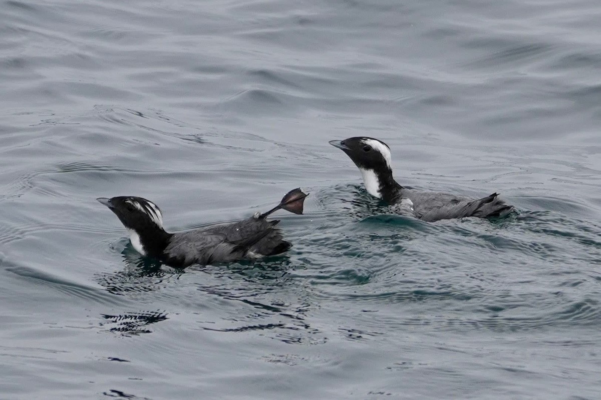 Japanese Murrelet - ML635938768