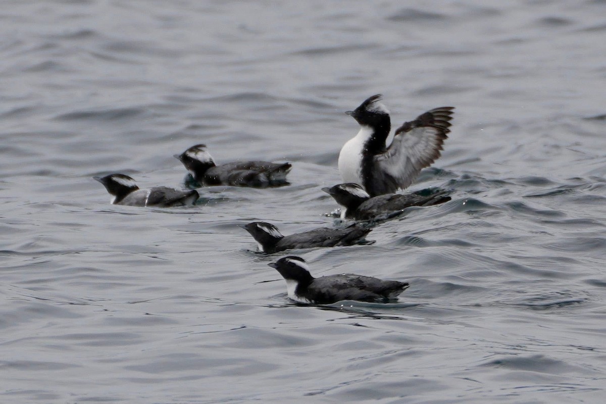 Japanese Murrelet - ML635938769