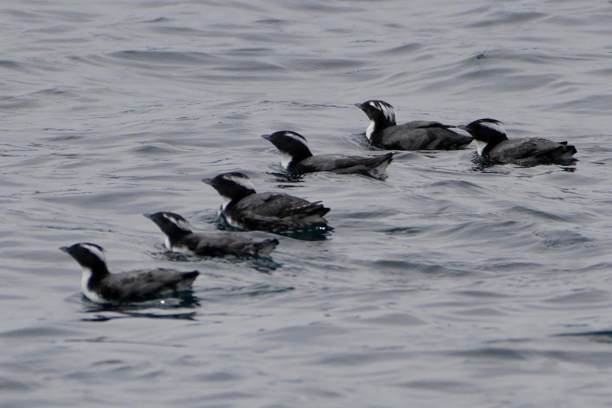 Japanese Murrelet - ML635938770