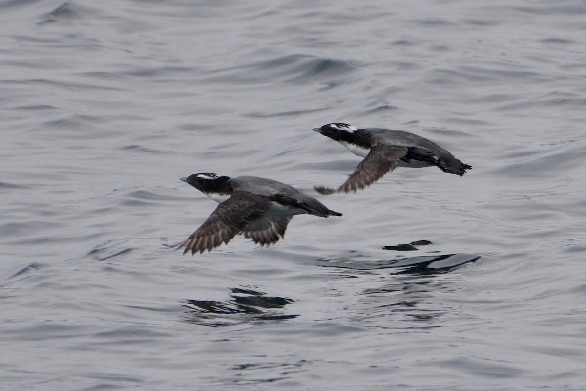 Japanese Murrelet - ML635938771
