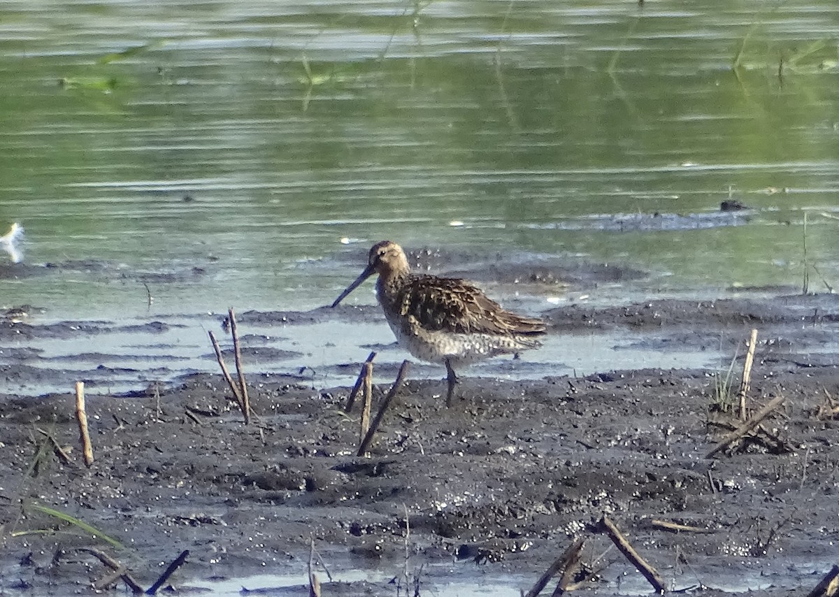 Short-billed Dowitcher - ML635938834