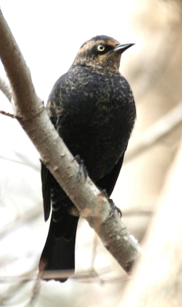 Rusty Blackbird - ML635938841