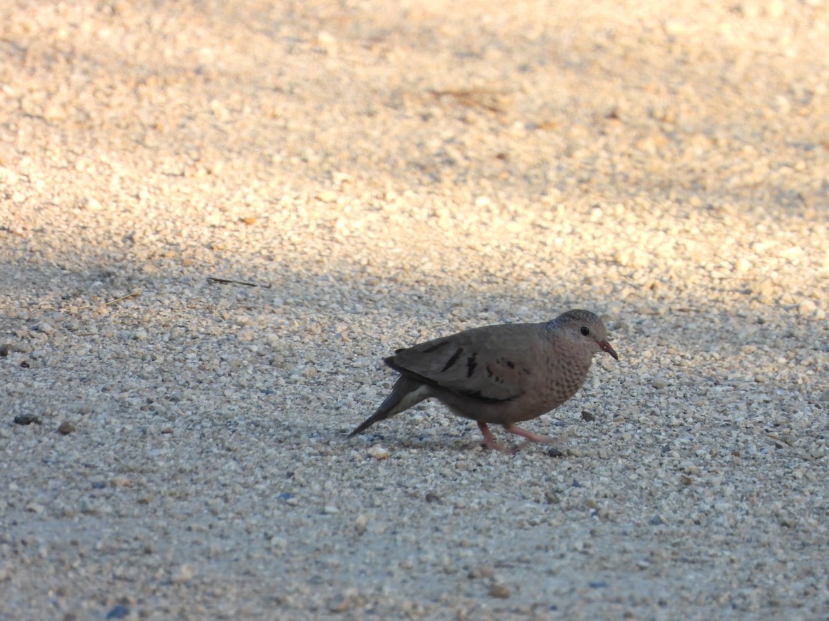 Common Ground Dove - ML635938875