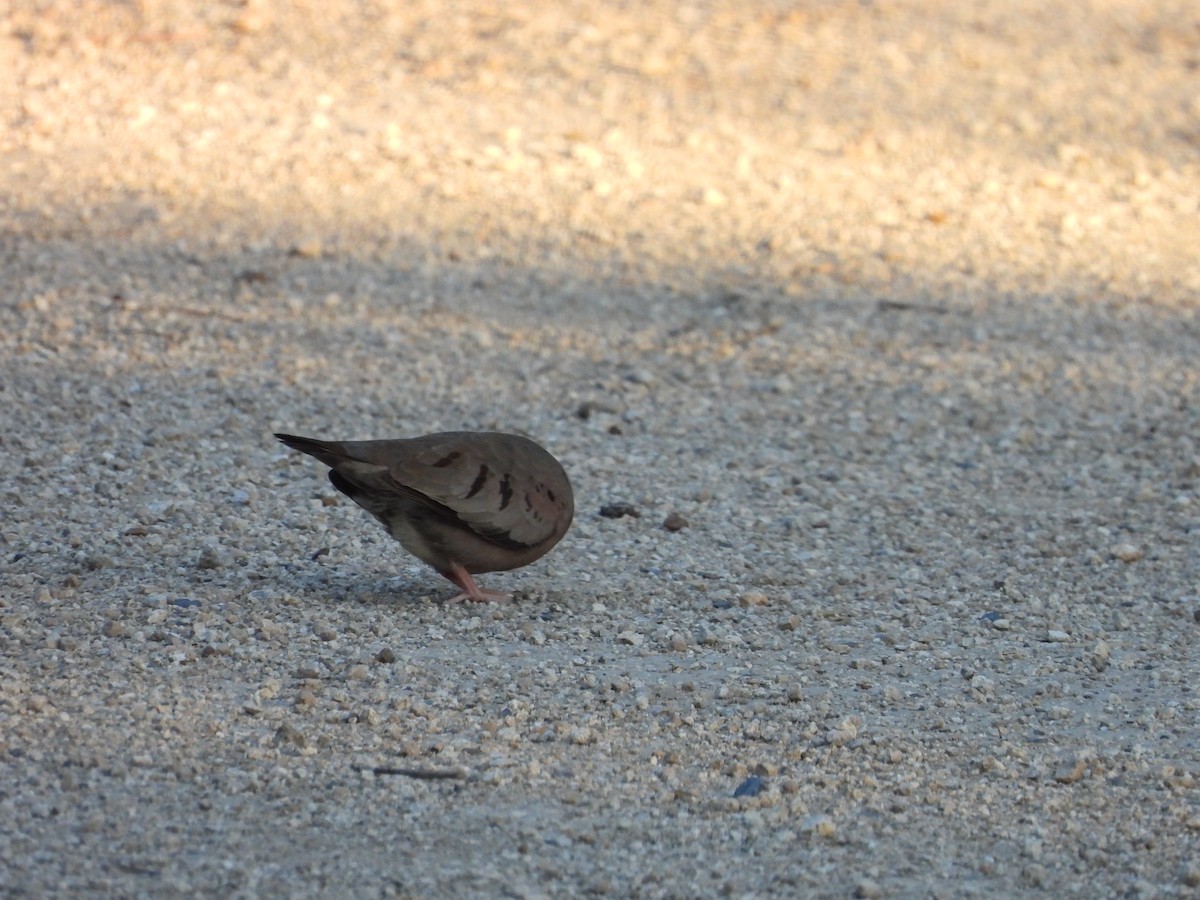 Common Ground Dove - ML635938884