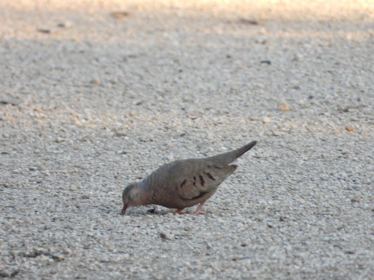 Common Ground Dove - ML635938888