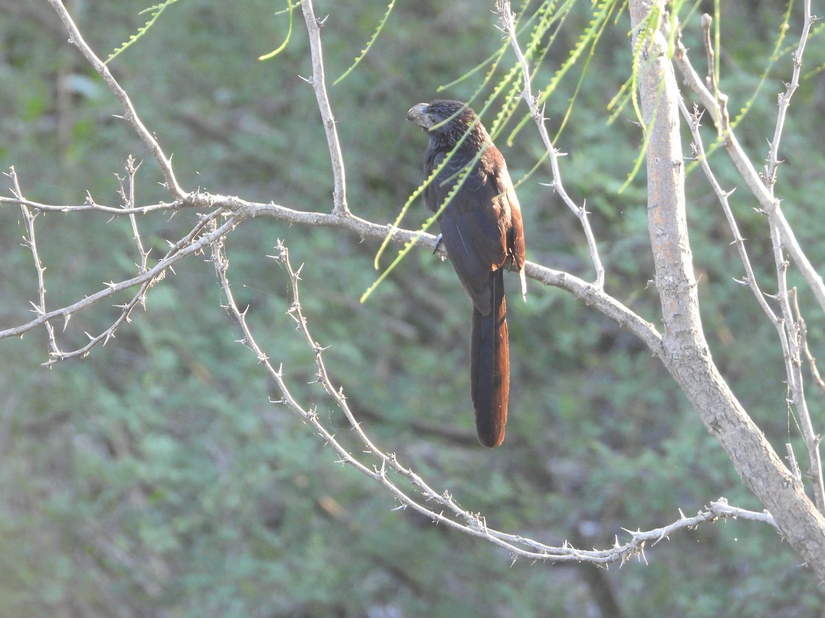 Groove-billed Ani - ML635938902