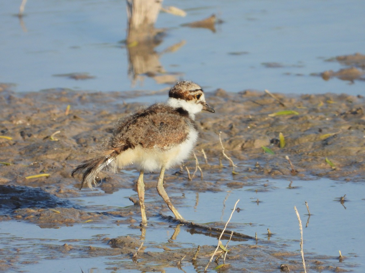Killdeer - ML635939017