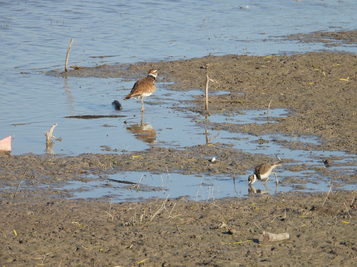 Killdeer - ML635939018