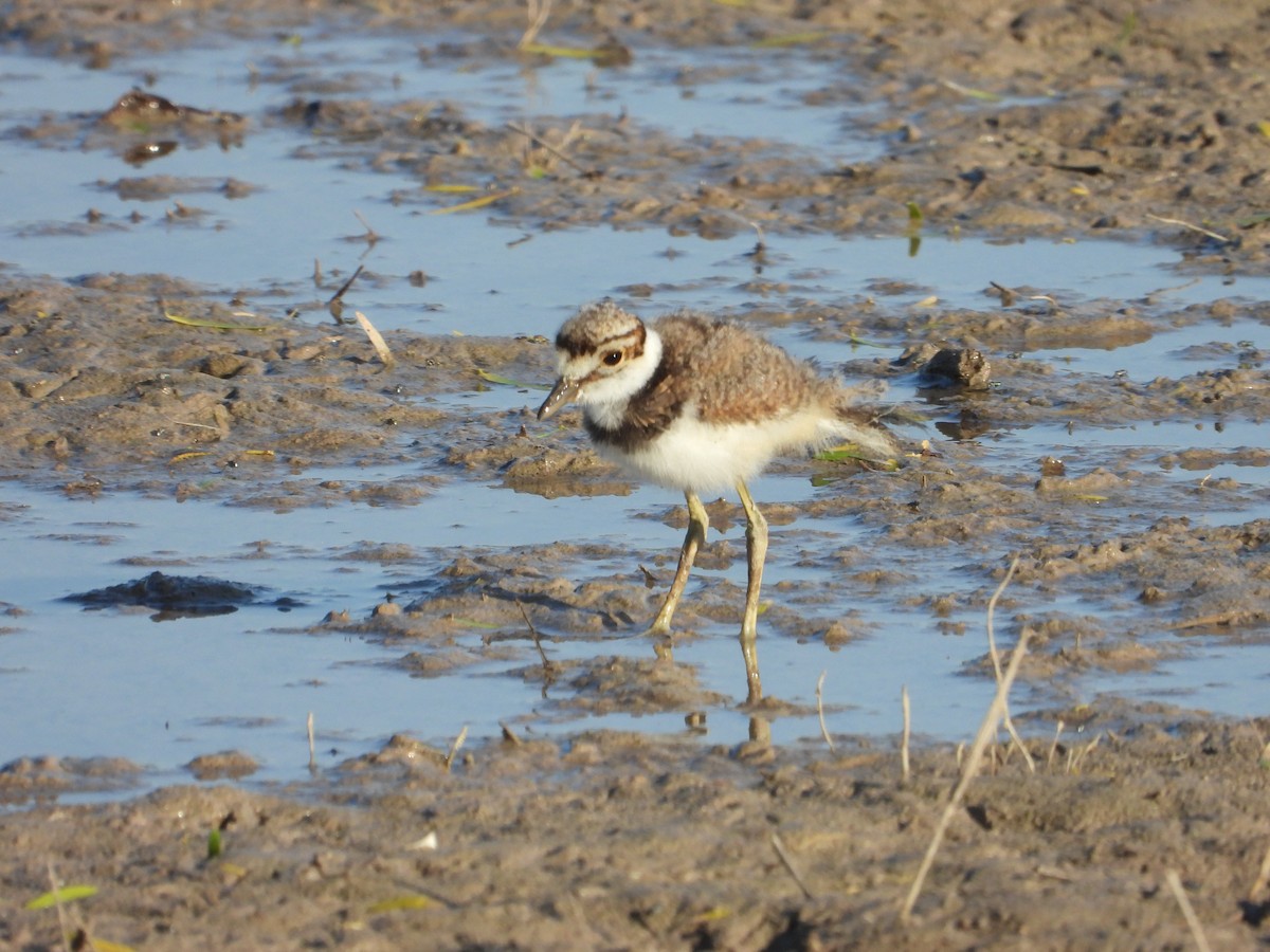 Killdeer - ML635939025