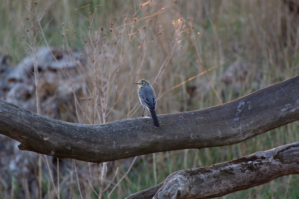 wagtail sp. - ML635939043