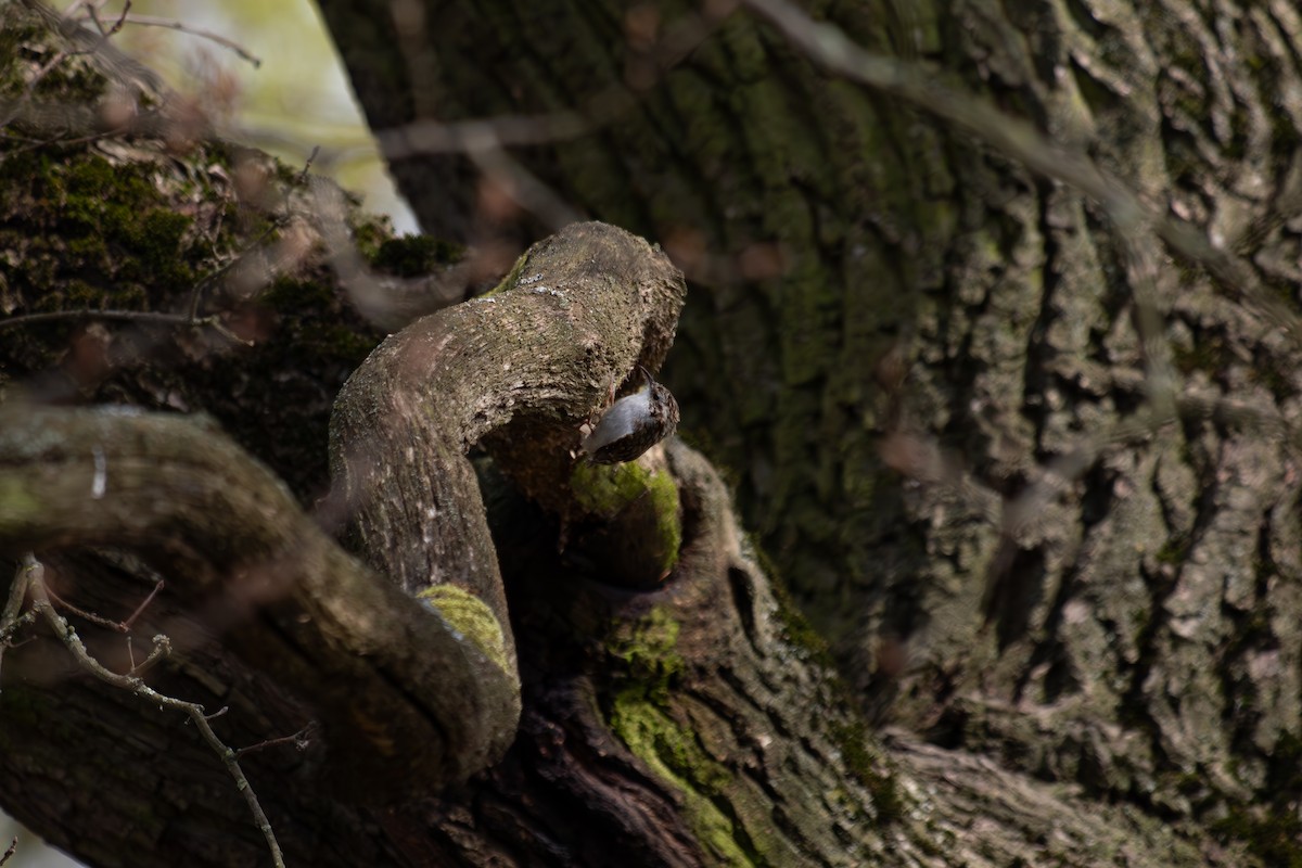 Eurasian Treecreeper - ML635939056