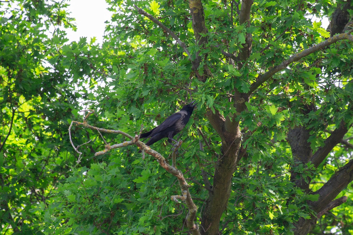 Hooded Crow - ML635939063
