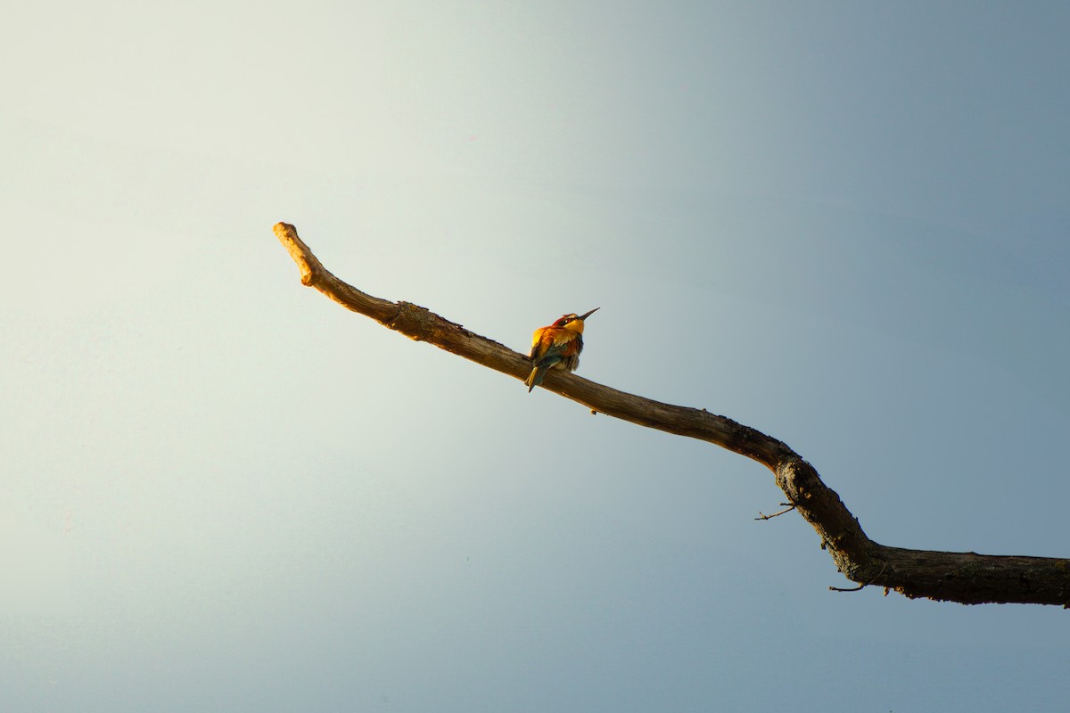 European Bee-eater - ML635939064
