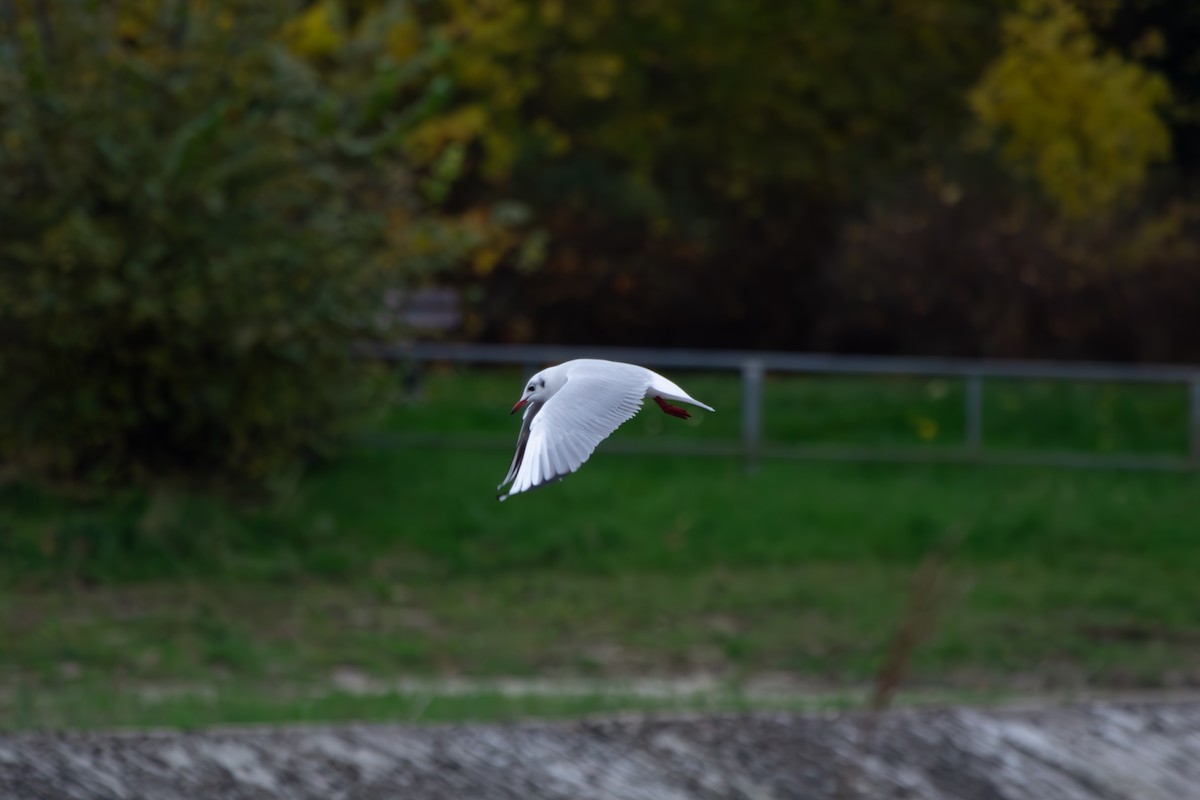 Black-headed Gull - ML635939091