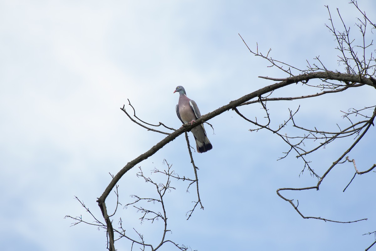 Common Wood-Pigeon - ML635939108