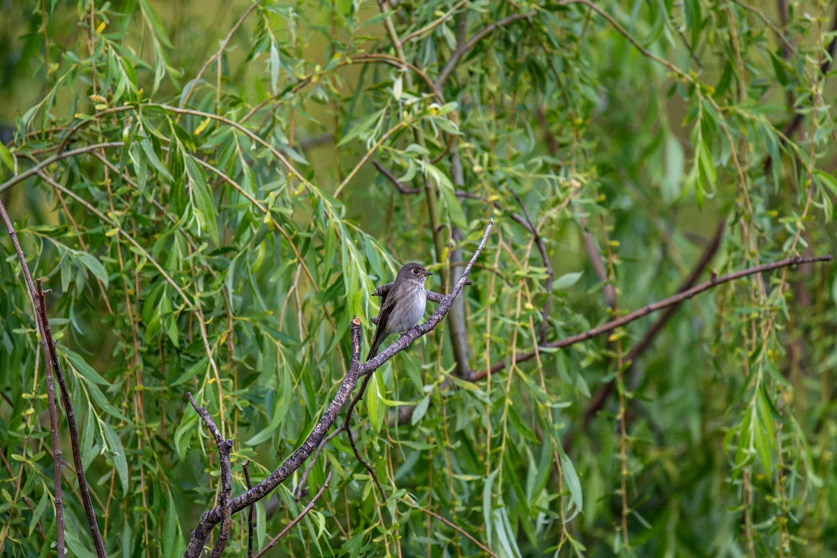 Dark-sided Flycatcher - ML635939125
