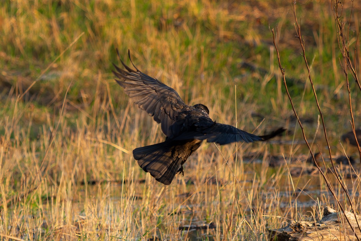 Carrion Crow - ML635939218