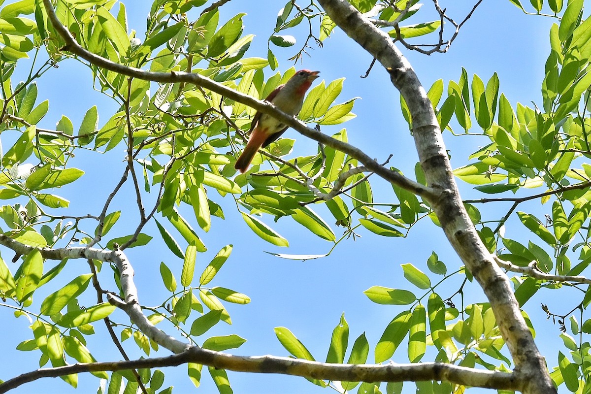Rose-throated Tanager - ML635939341