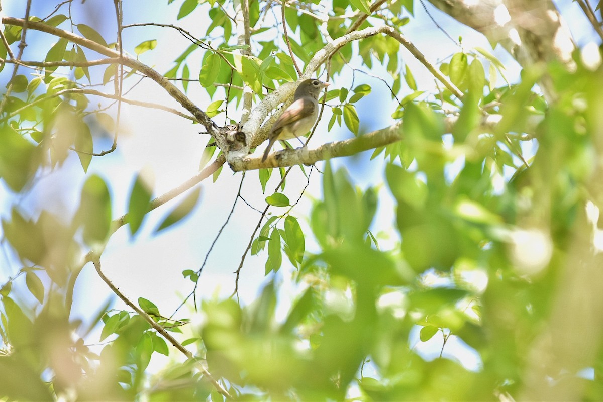 Rose-throated Tanager - ML635939342