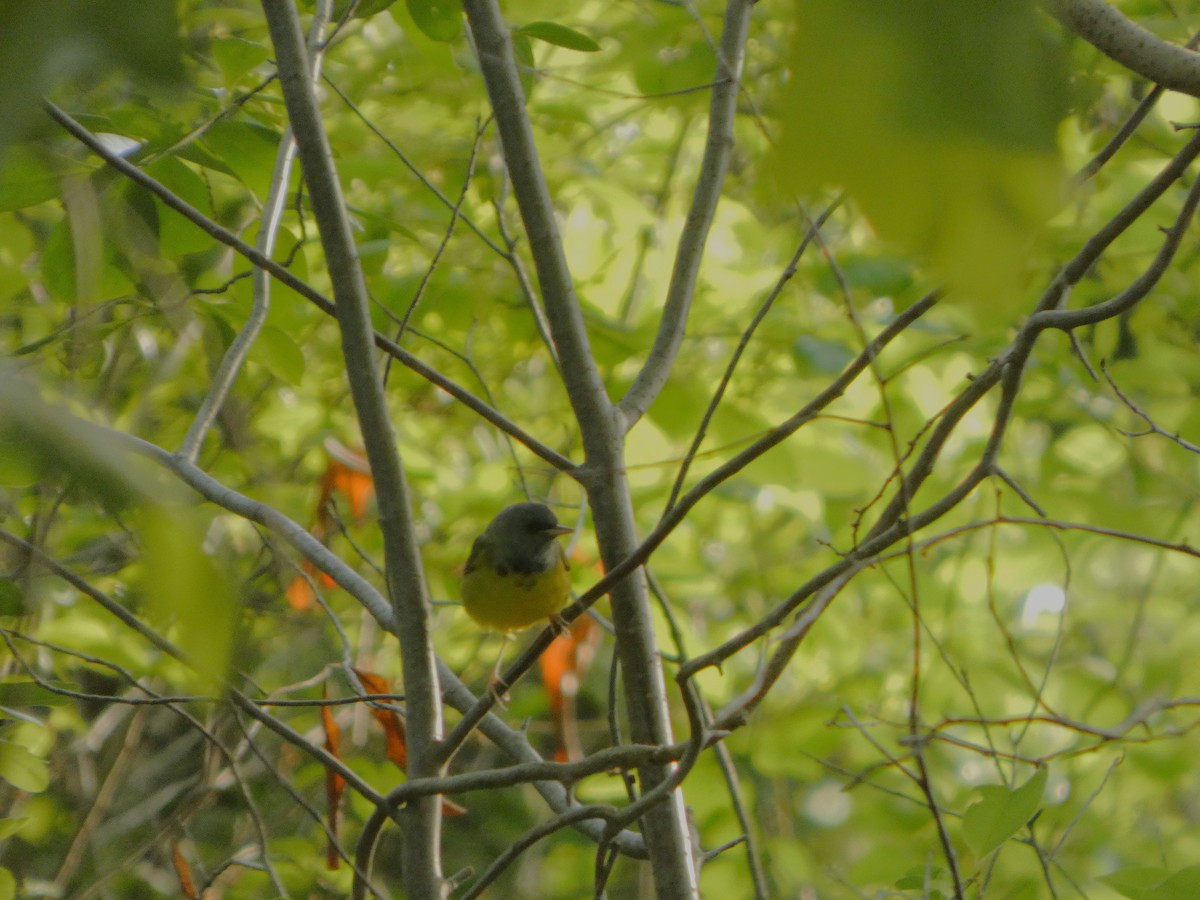 Mourning Warbler - ML635939451