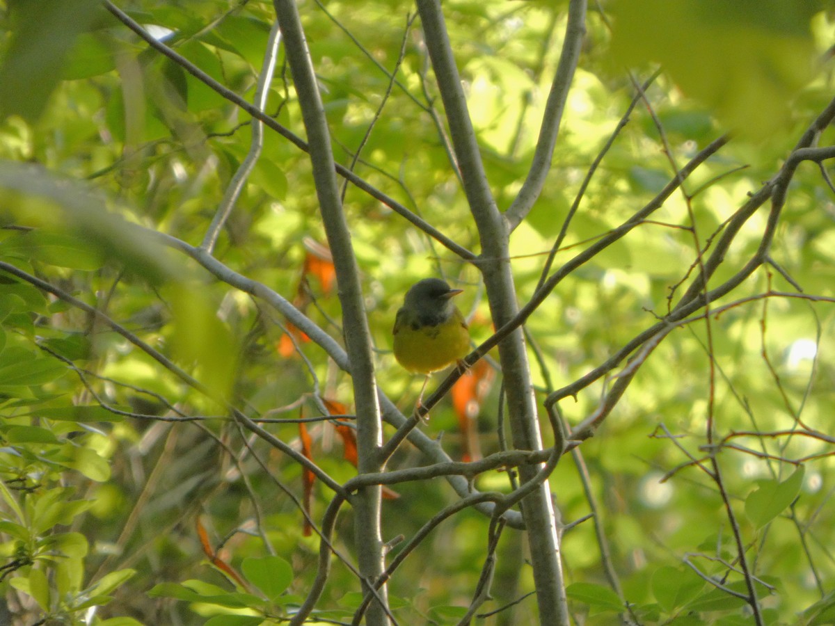 Mourning Warbler - ML635939452