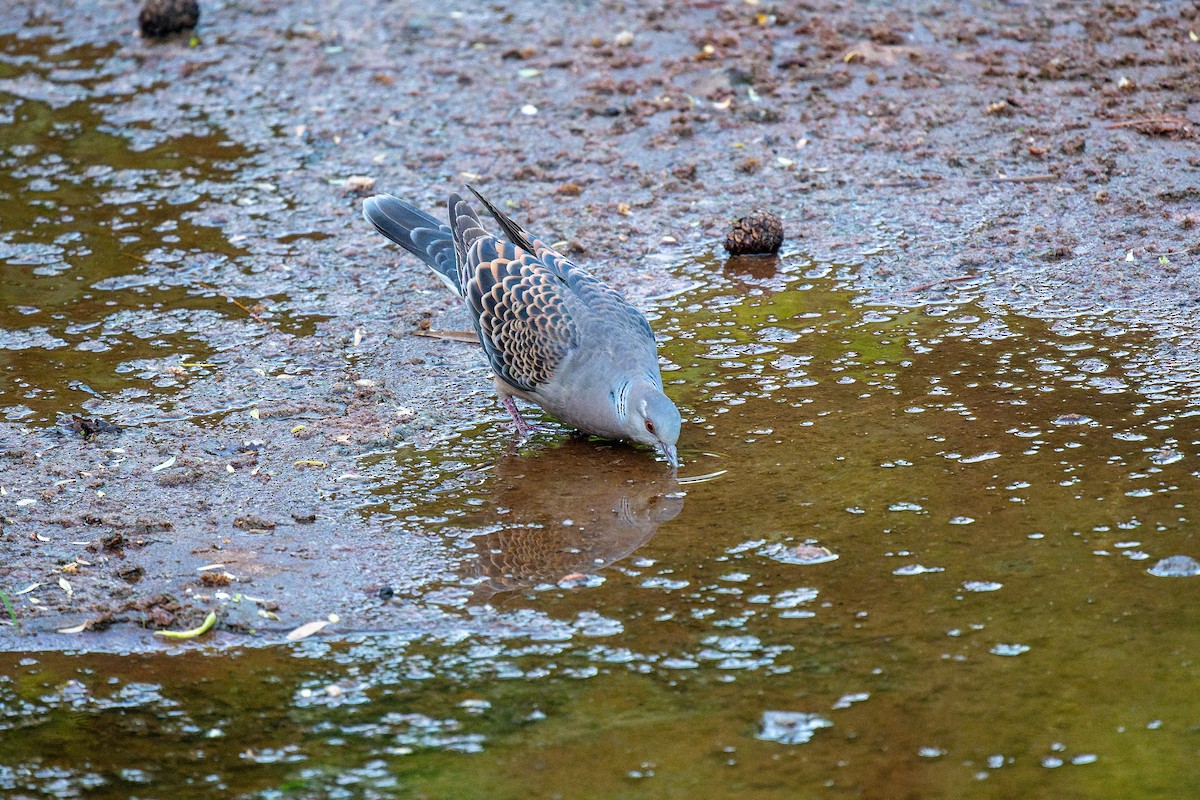 Oriental Turtle-Dove - ML635939498