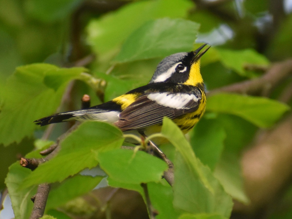 Magnolia Warbler - ML635939581