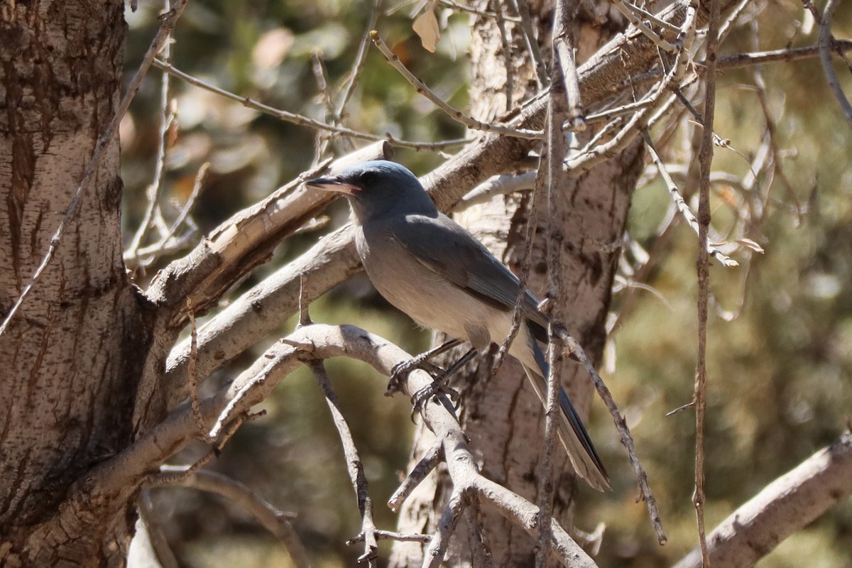 Mexican Jay - ML635939608