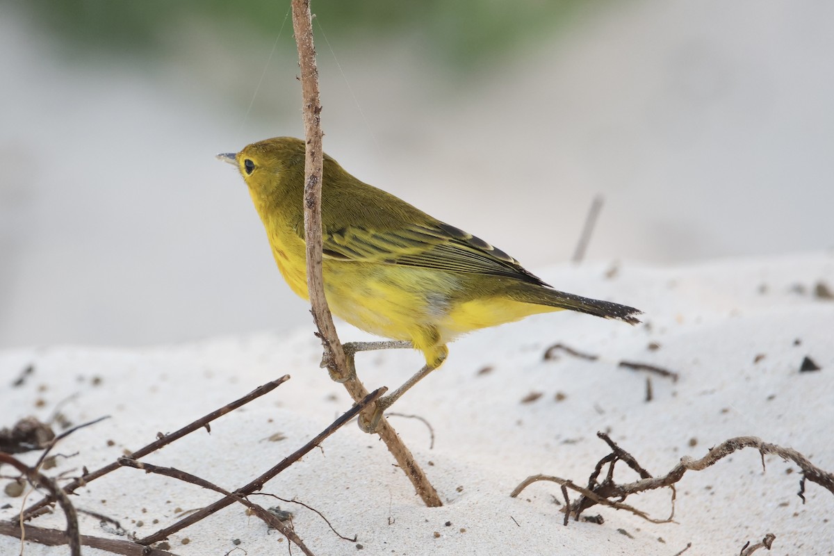 Yellow Warbler (Galapagos) - ML635939636