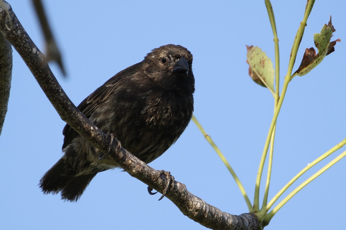 Small Ground-Finch - ML635939640