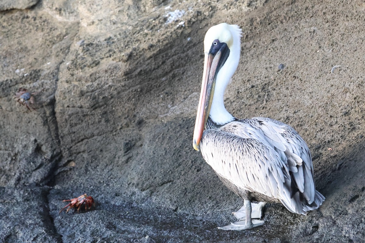 Brown Pelican (Galapagos) - ML635939647