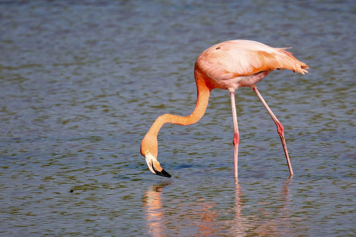 American Flamingo - ML635939680