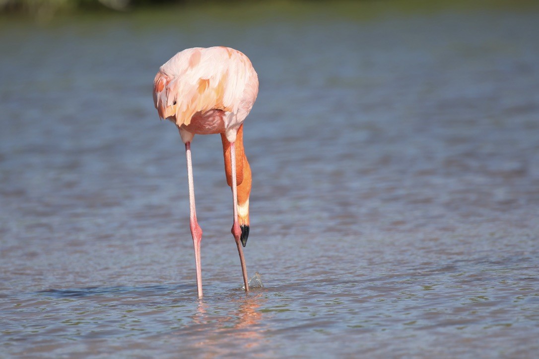 American Flamingo - ML635939683