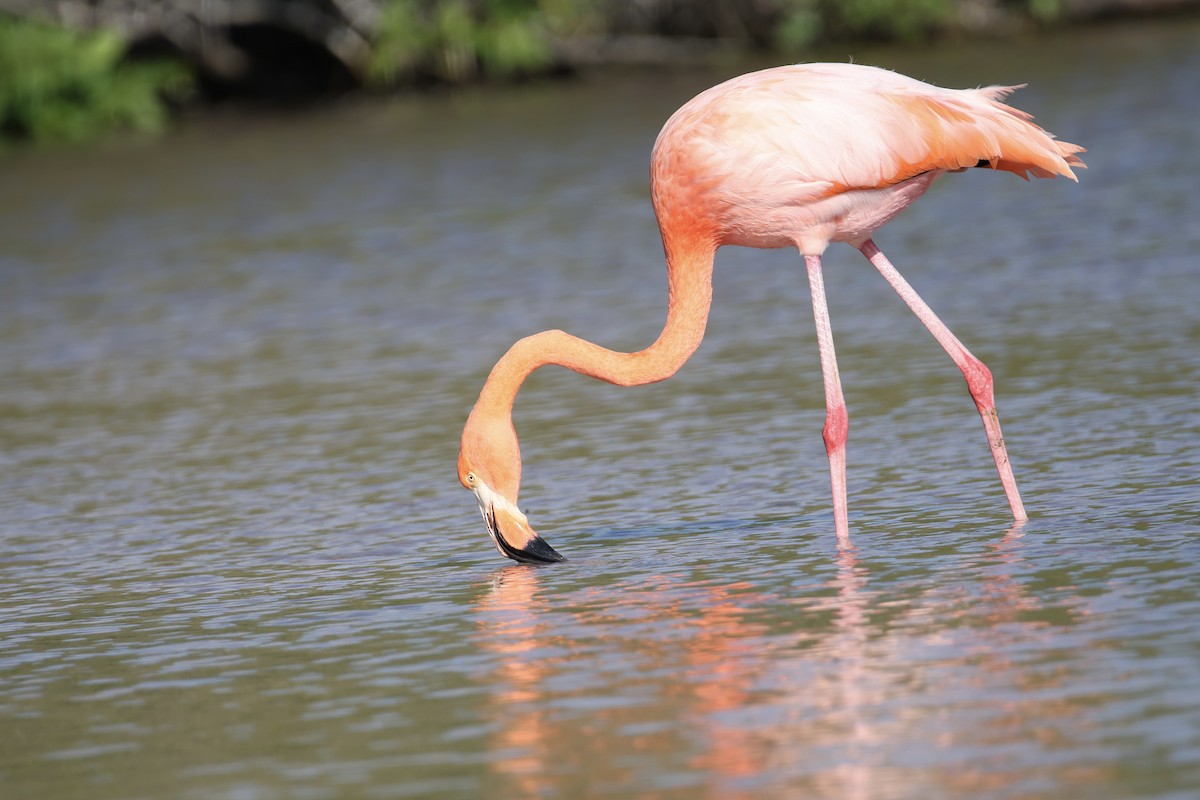 American Flamingo - ML635939687