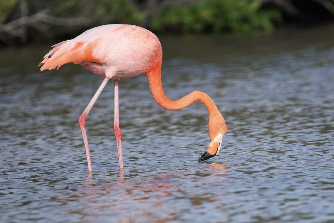 American Flamingo - ML635939691
