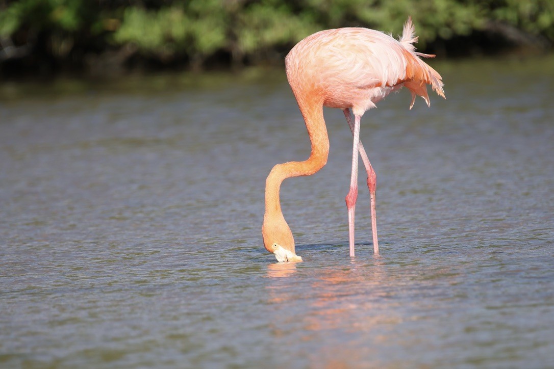 American Flamingo - ML635939697