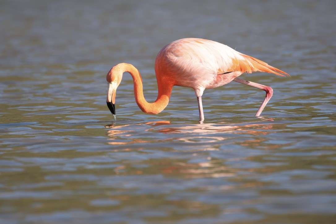 American Flamingo - ML635939708