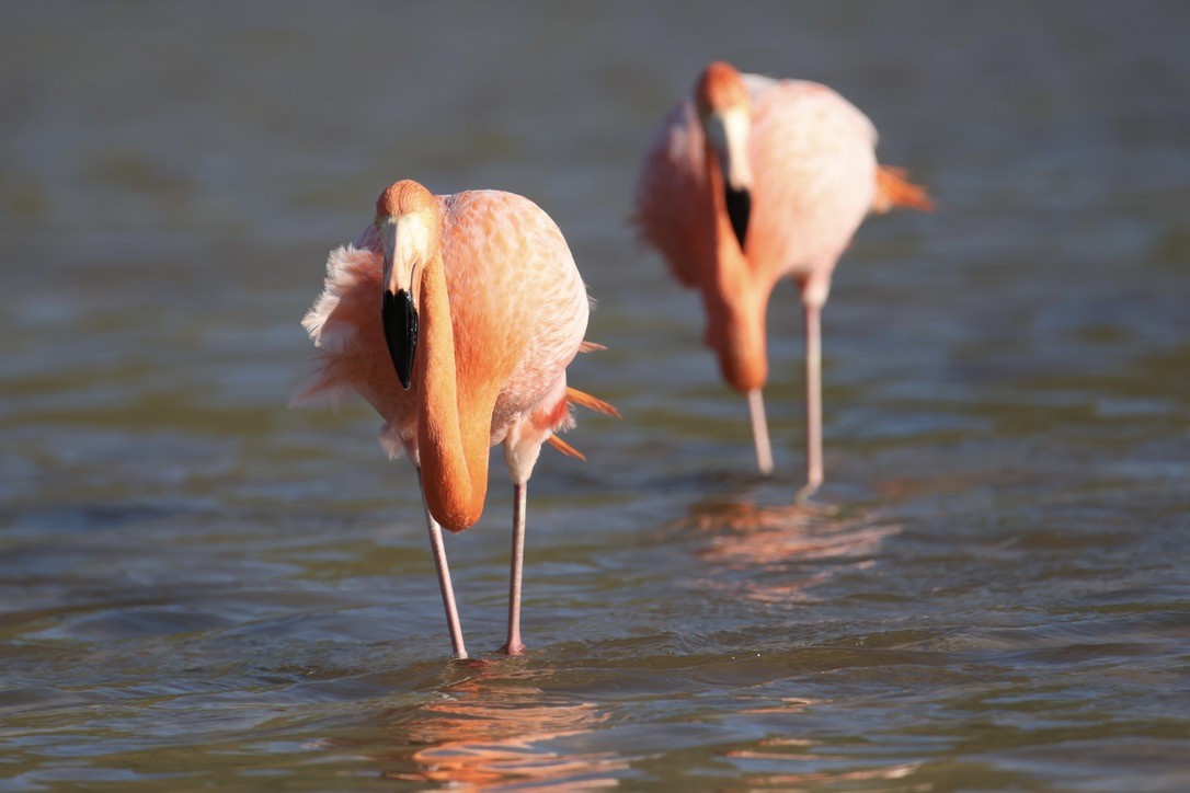 American Flamingo - ML635939710