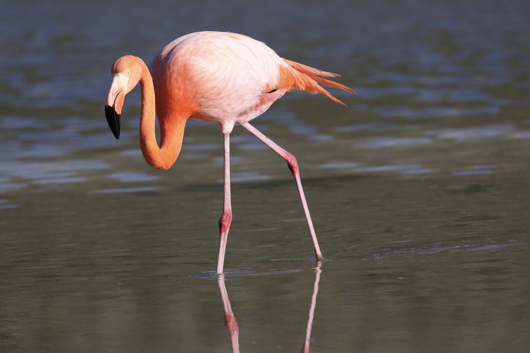 American Flamingo - ML635939712