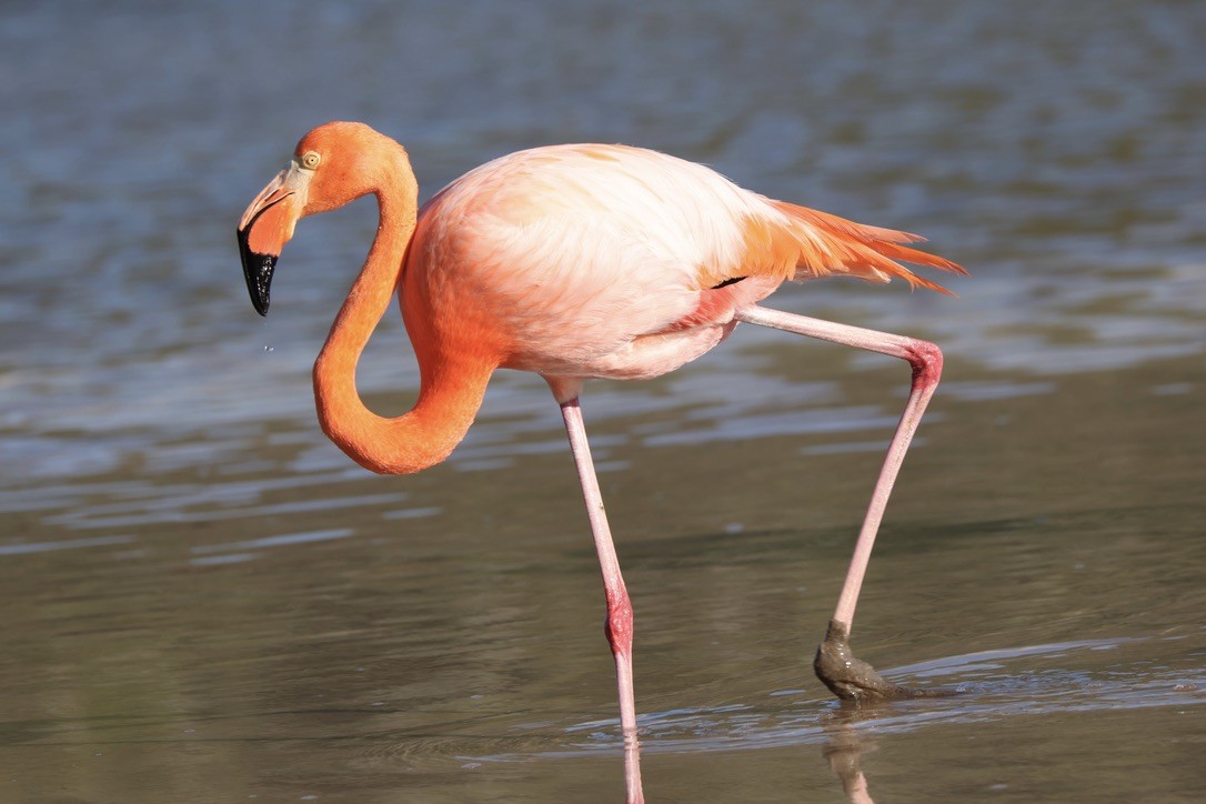 American Flamingo - ML635939713