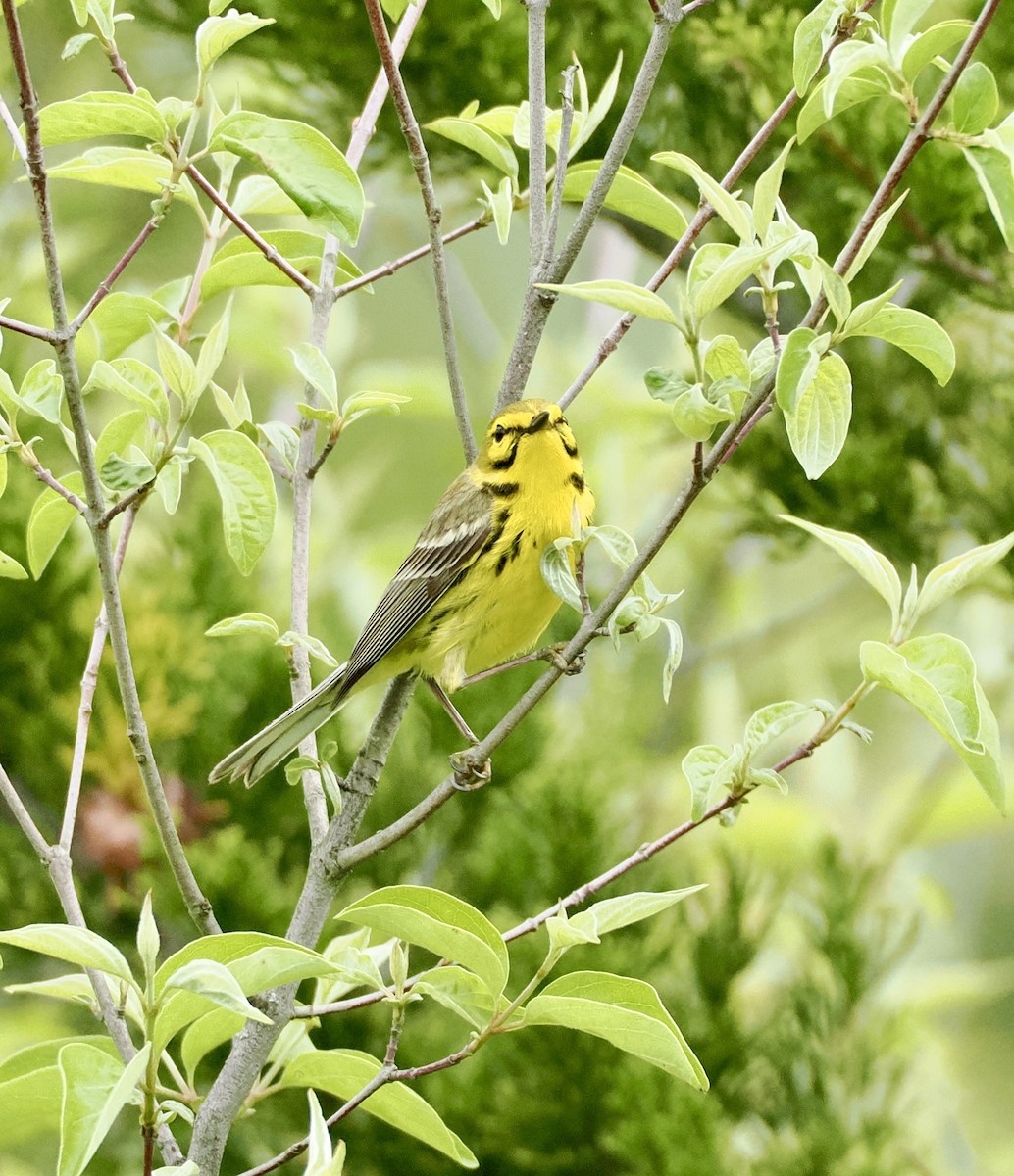 Prairie Warbler - ML635939731