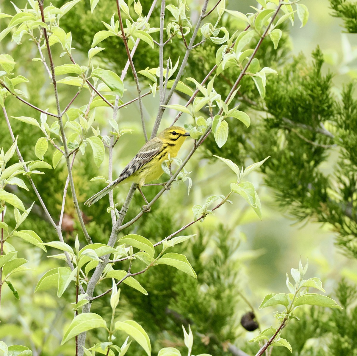 Prairie Warbler - ML635939735