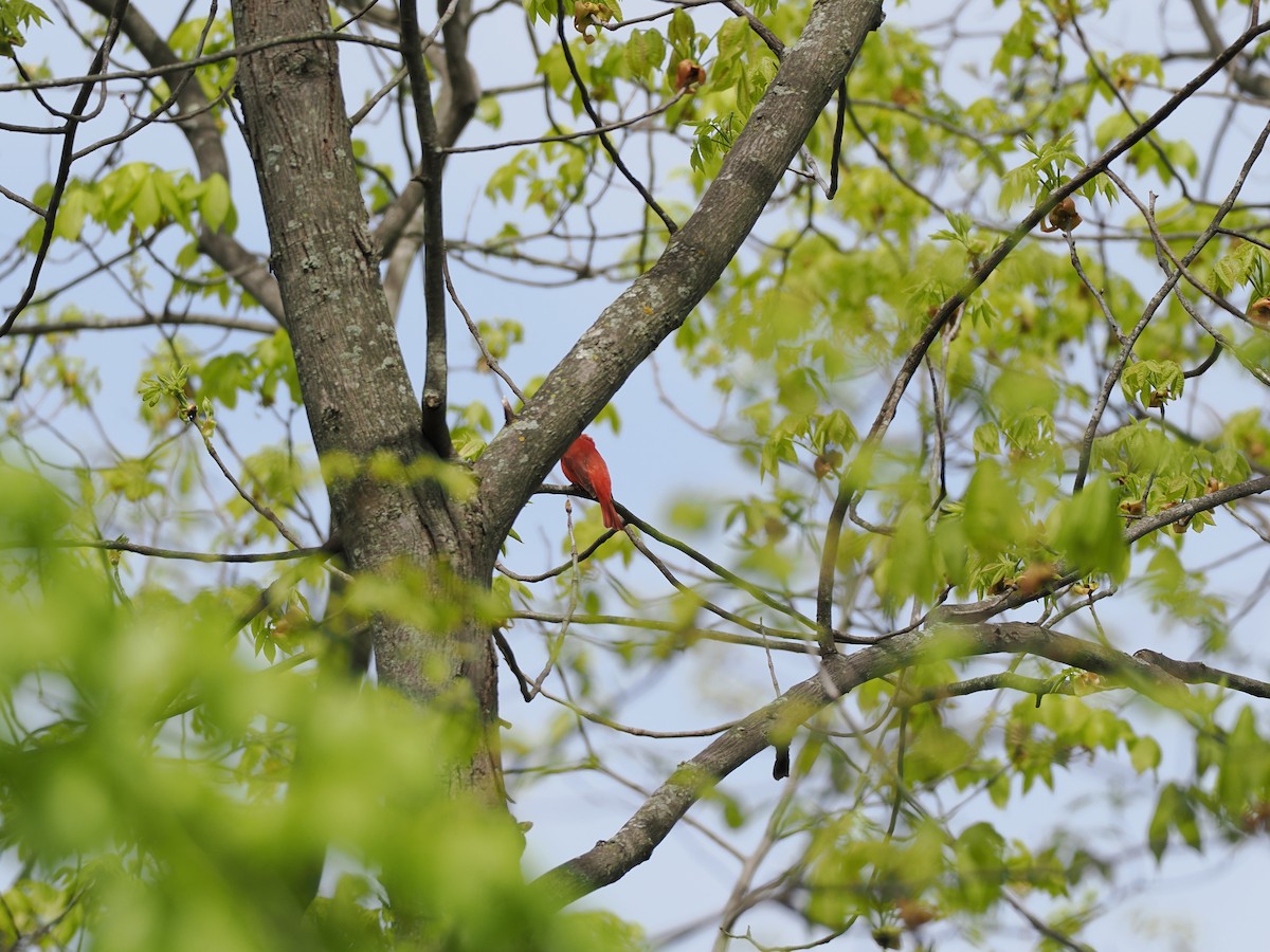 Summer Tanager - ML635939743
