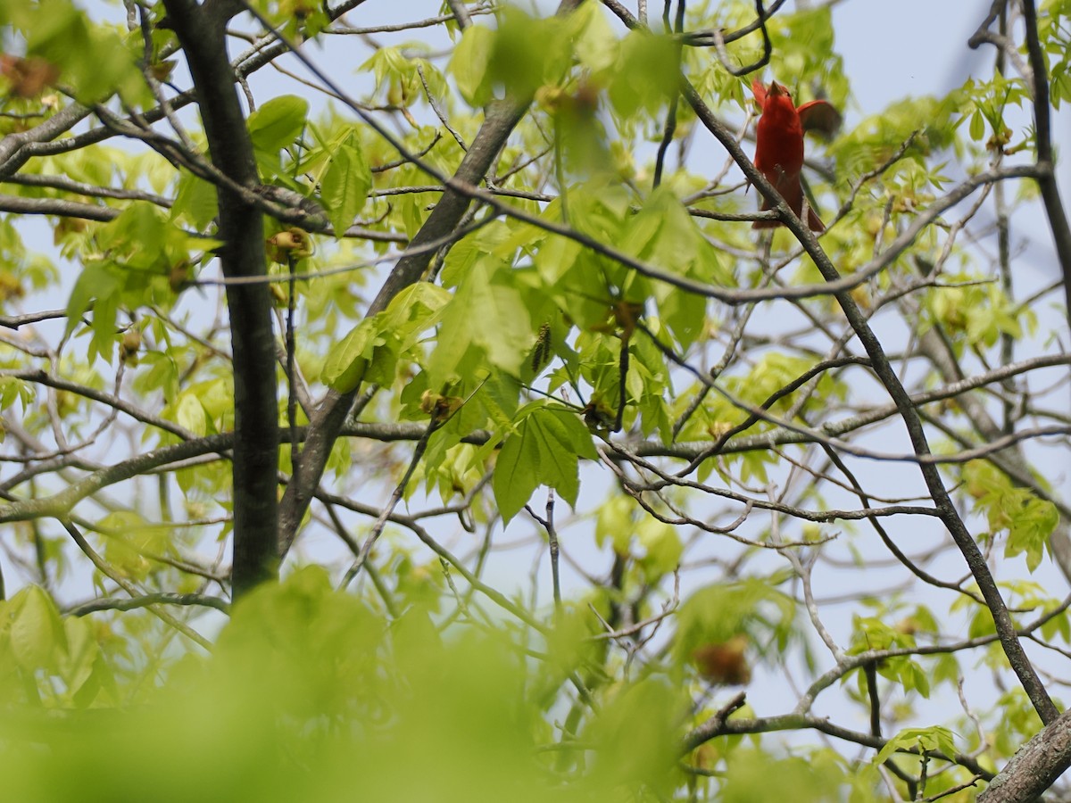 Summer Tanager - ML635939744