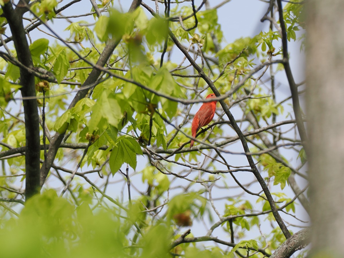 Summer Tanager - ML635939745