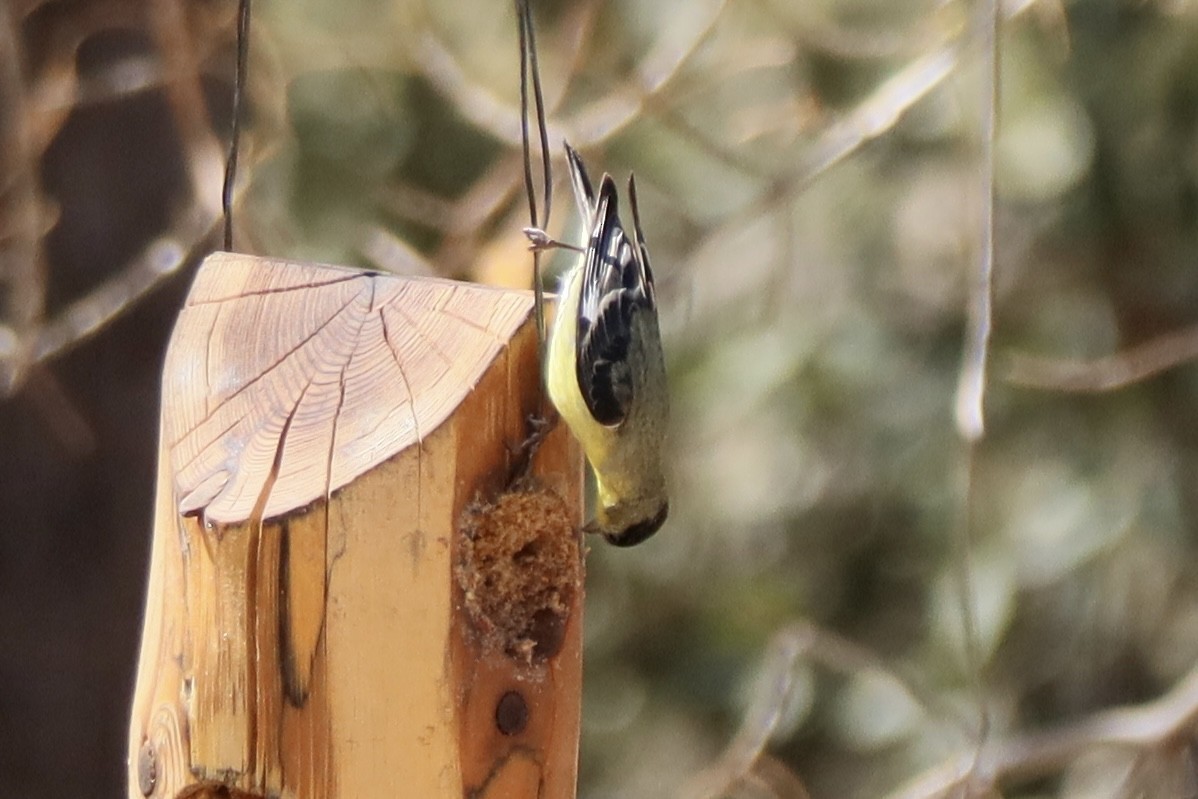 Lesser Goldfinch - ML635939795