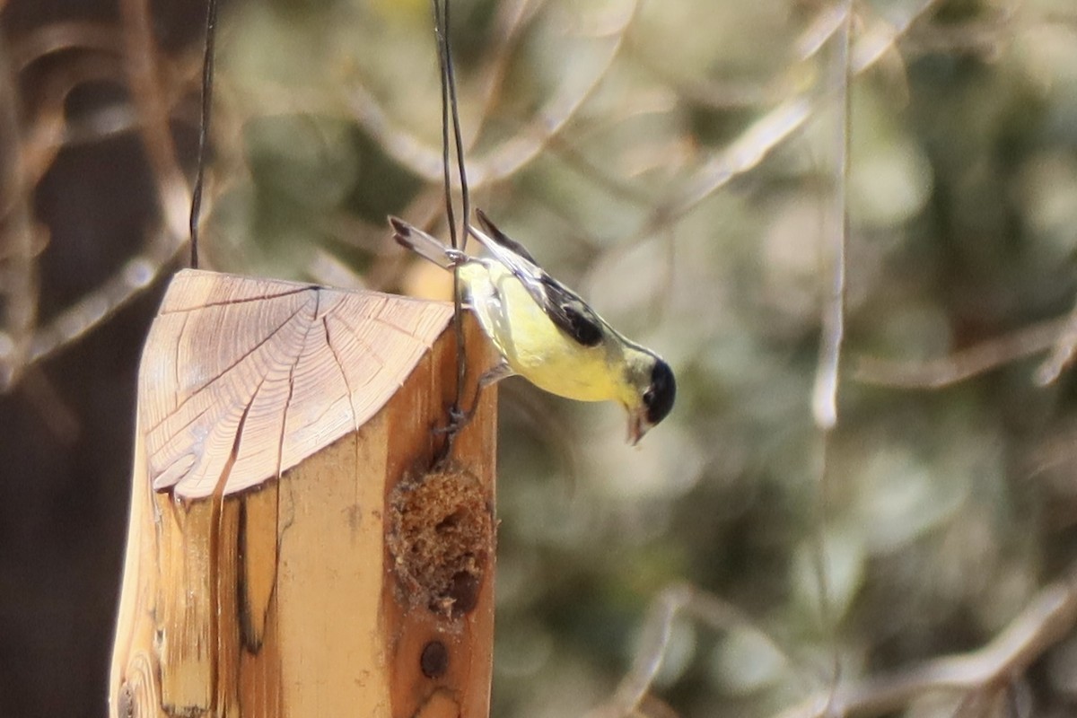 Lesser Goldfinch - ML635939796