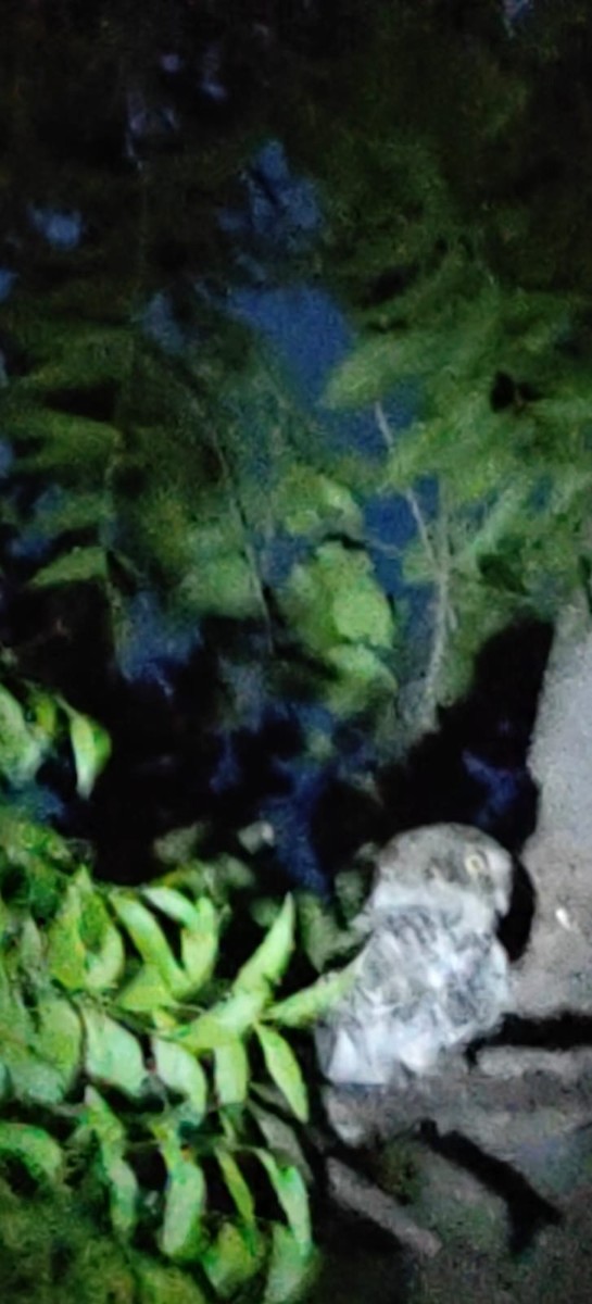 Spotted Owlet - ML635939809