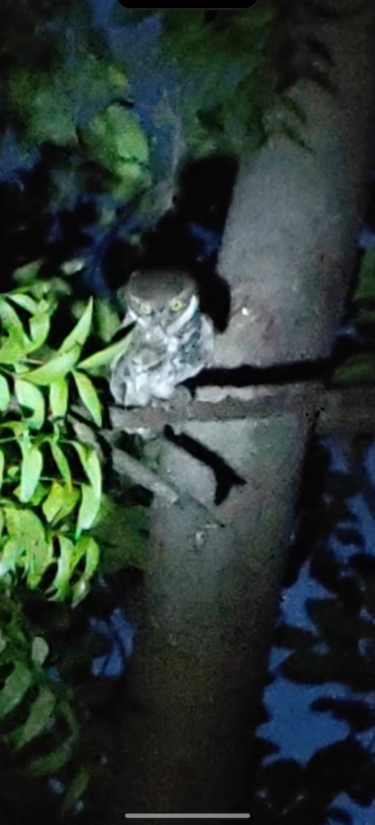 Spotted Owlet - ML635939810